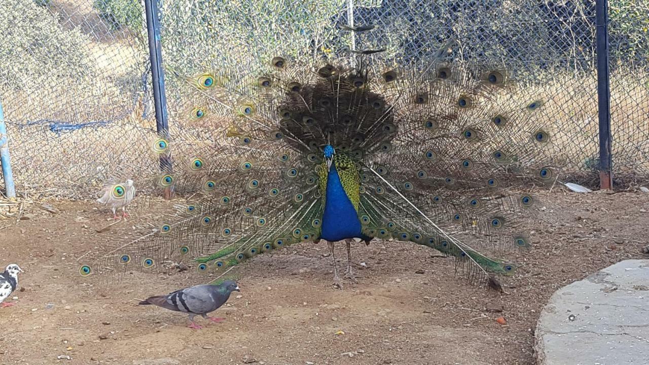 Relais De Tahla Hotell Aïn Bou Mahdi Exteriör bild